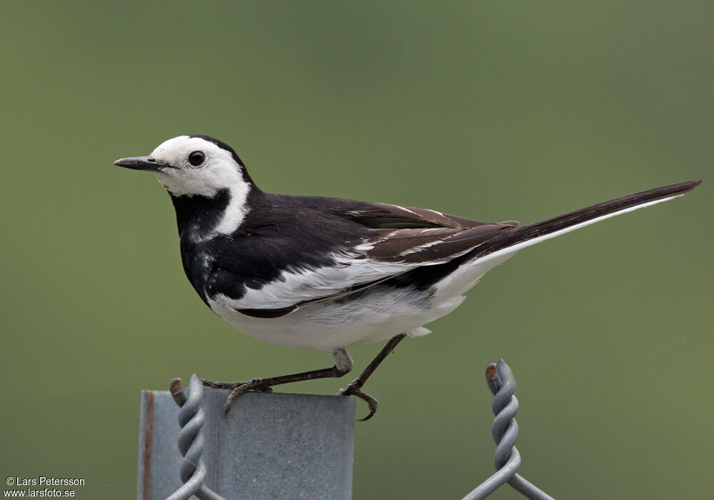 White Wagtail