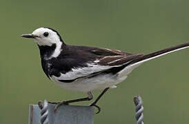 White Wagtail