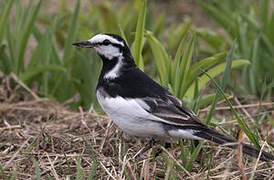 White Wagtail