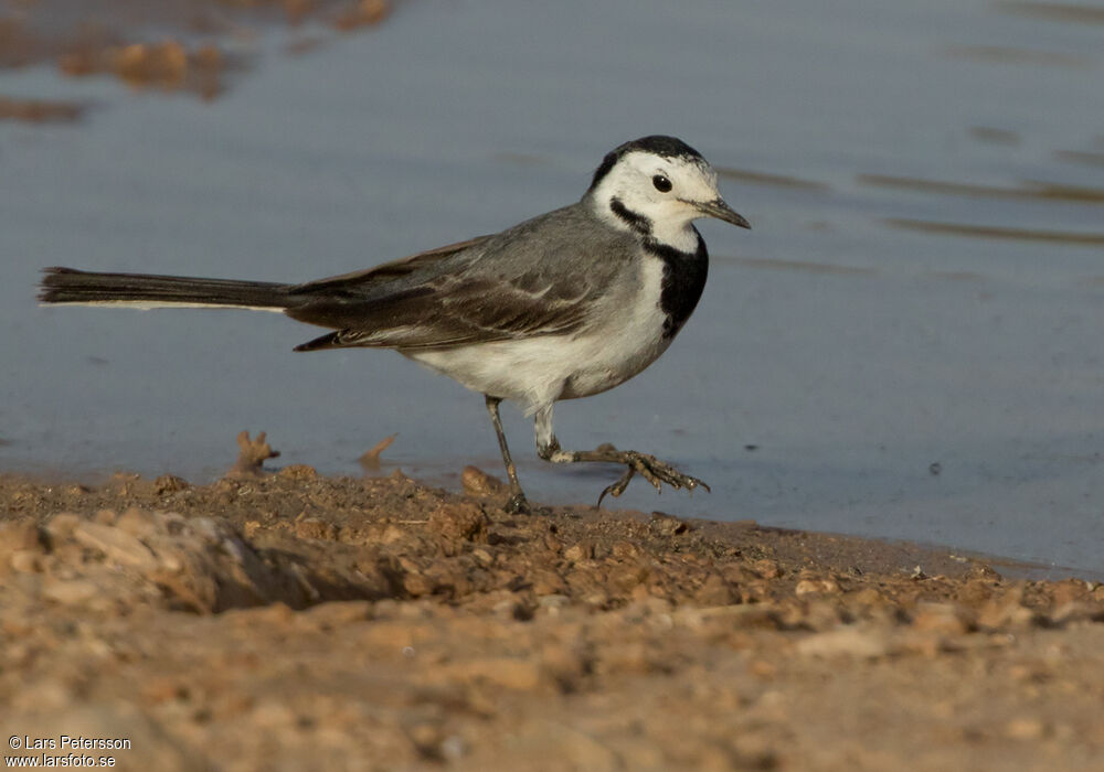 White Wagtail