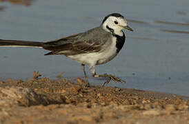 White Wagtail