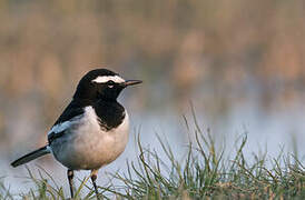 White-browed Wagtail