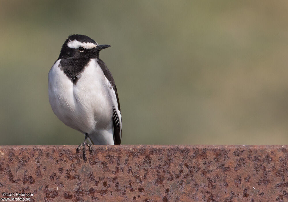 White-browed Wagtail