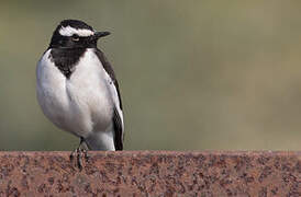 White-browed Wagtail