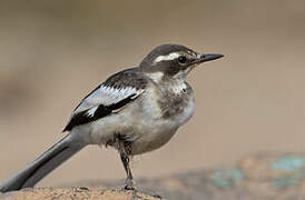 African Pied Wagtail