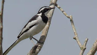 African Pied Wagtail