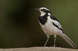 African Pied Wagtail