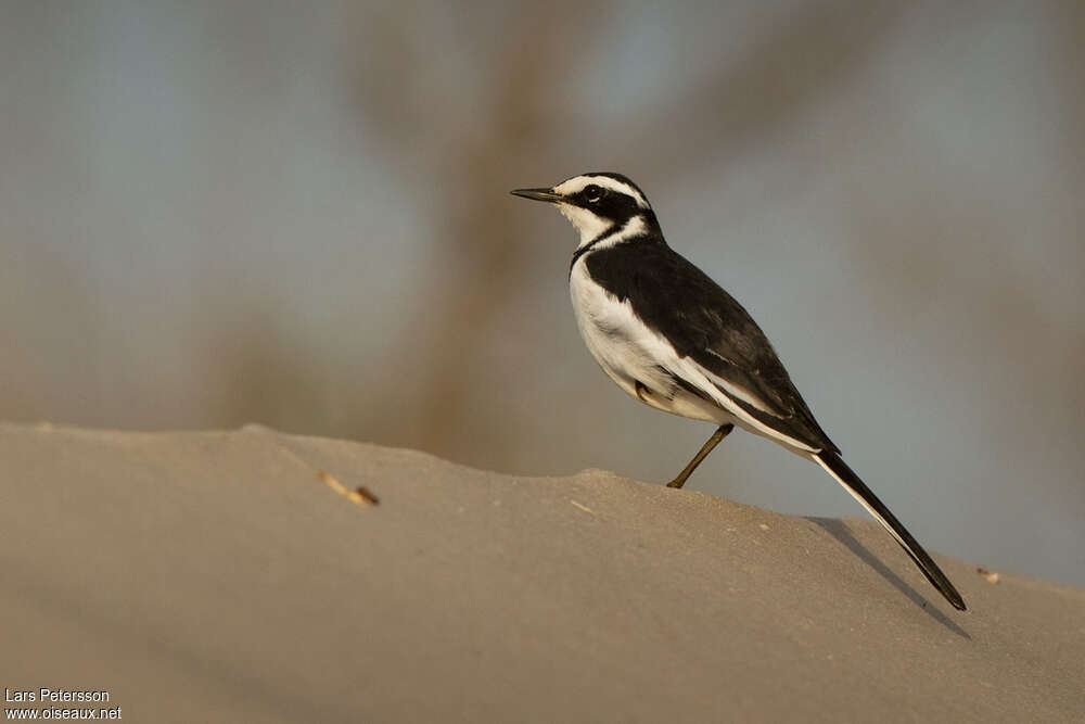 African Pied Wagtailadult