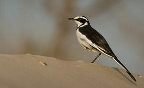 African Pied Wagtail