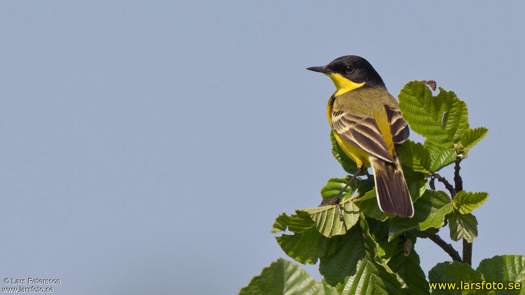 Western Yellow Wagtail