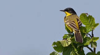 Western Yellow Wagtail