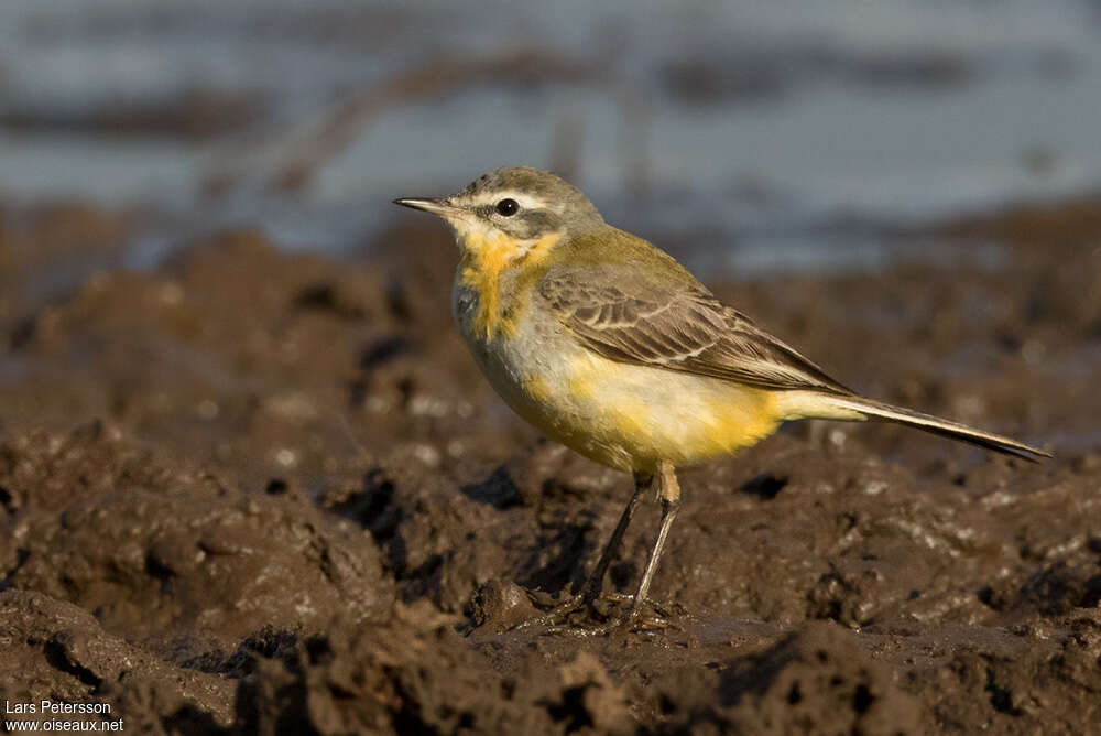 Western Yellow WagtailFirst year, moulting, pigmentation