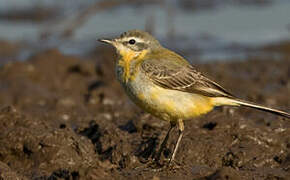 Western Yellow Wagtail