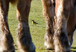 Western Yellow Wagtail