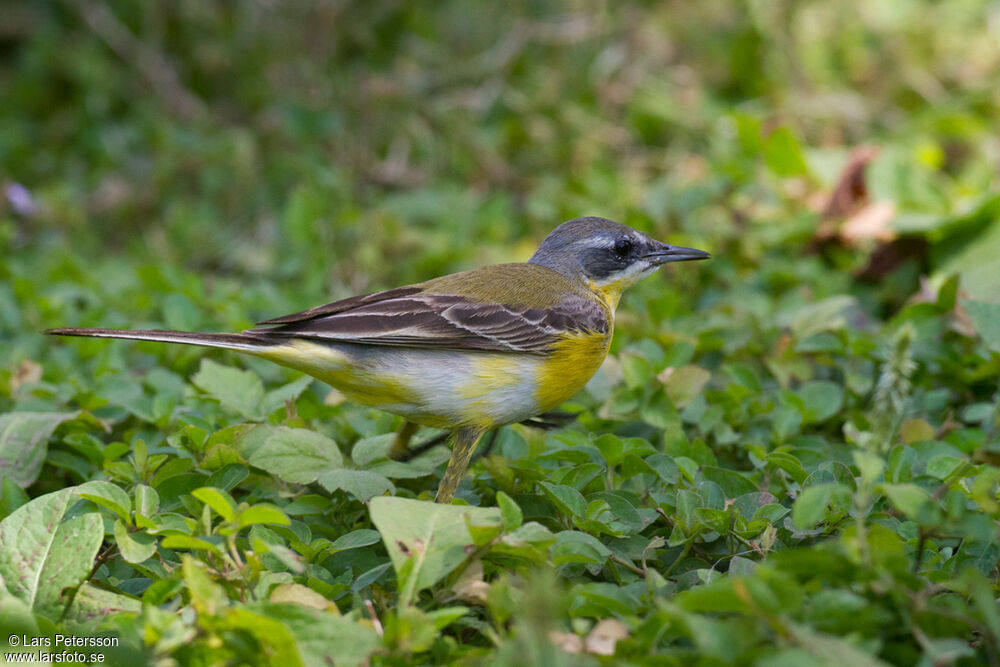 Western Yellow Wagtail