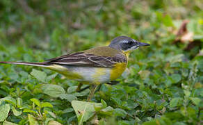 Western Yellow Wagtail