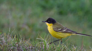 Western Yellow Wagtail