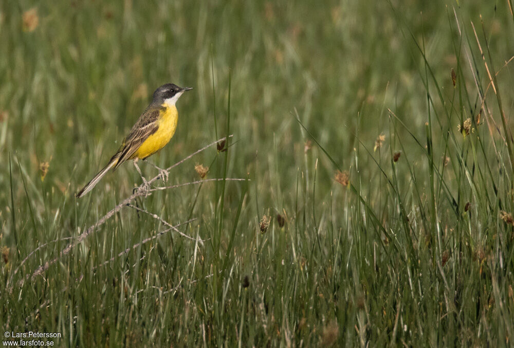 Western Yellow Wagtail