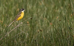 Western Yellow Wagtail