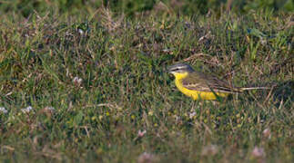 Western Yellow Wagtail