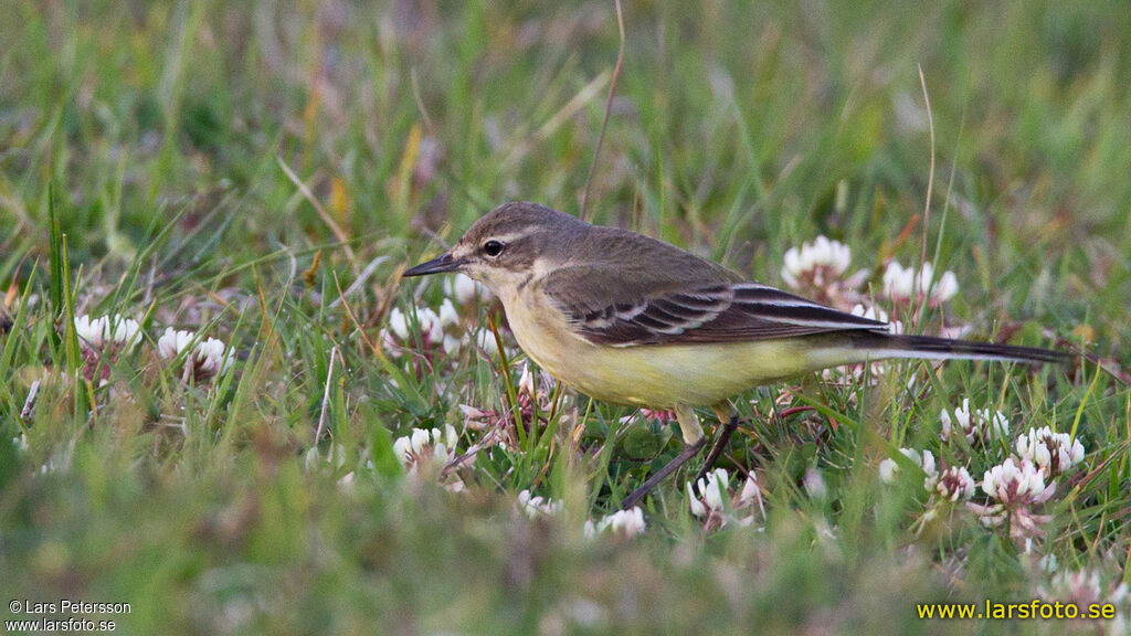 Western Yellow Wagtail