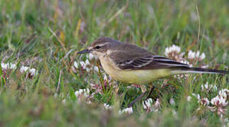 Western Yellow Wagtail