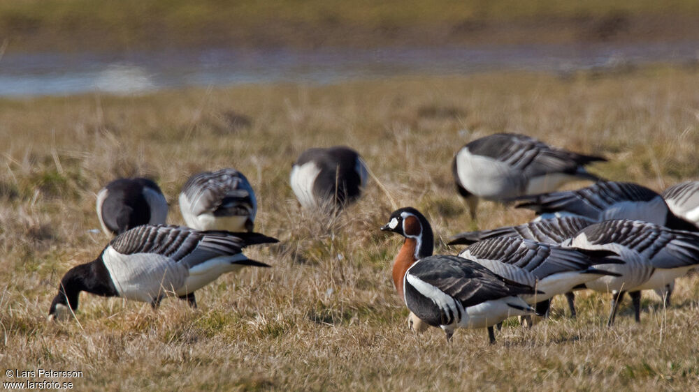 Red-breasted Goose