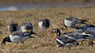 Red-breasted Goose