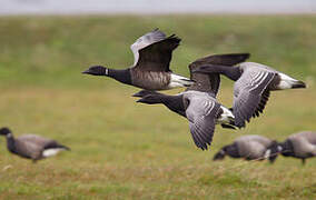 Brant Goose