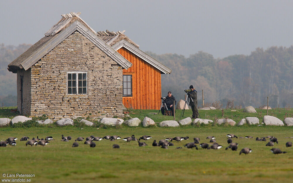 Brant Goose