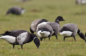 Brant Goose