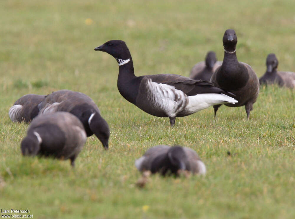 Brant Gooseadult post breeding, identification