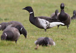 Brant Goose