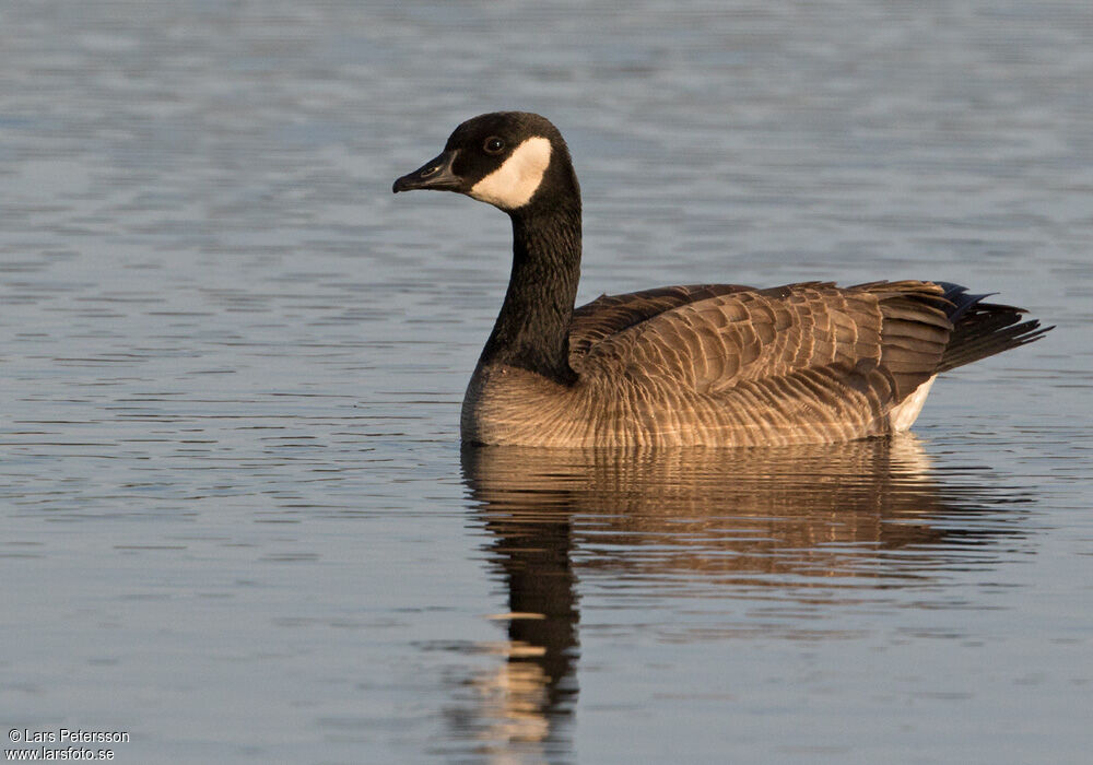 Cackling Goose