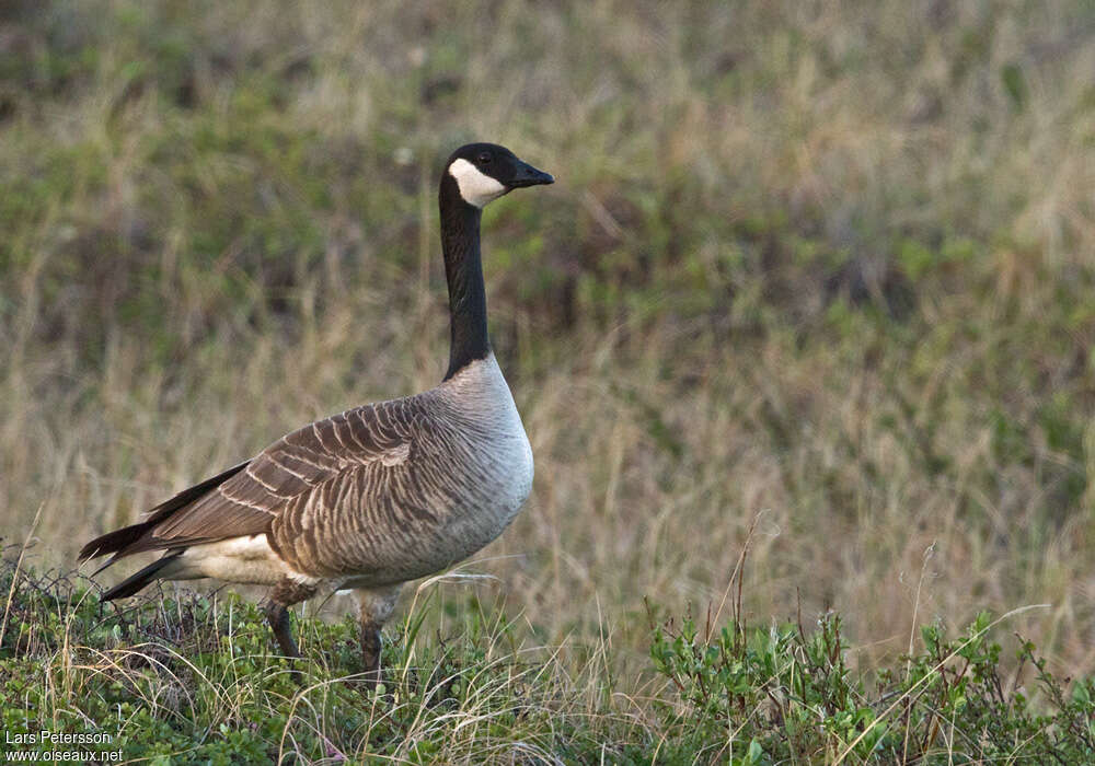 Cackling Gooseadult, identification