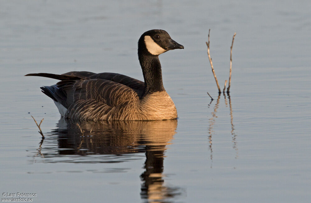 Cackling Goose