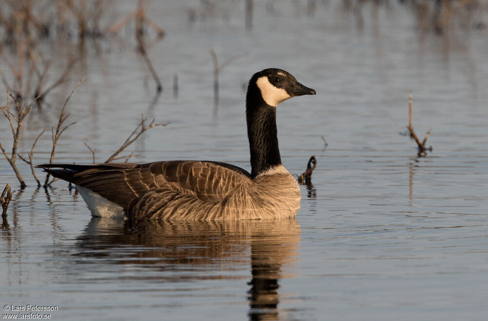 Cackling Goose