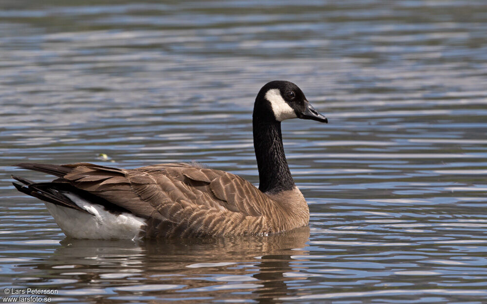 Canada Goose