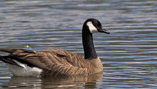 Canada Goose