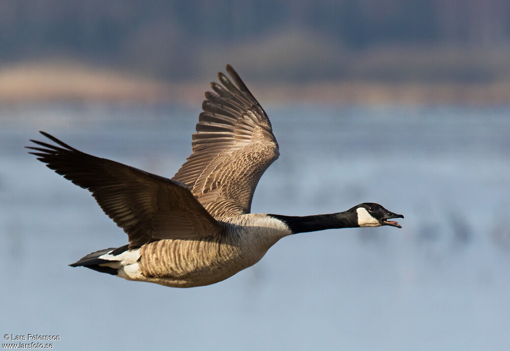 Canada Goose