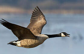 Canada Goose