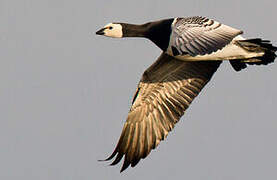 Barnacle Goose