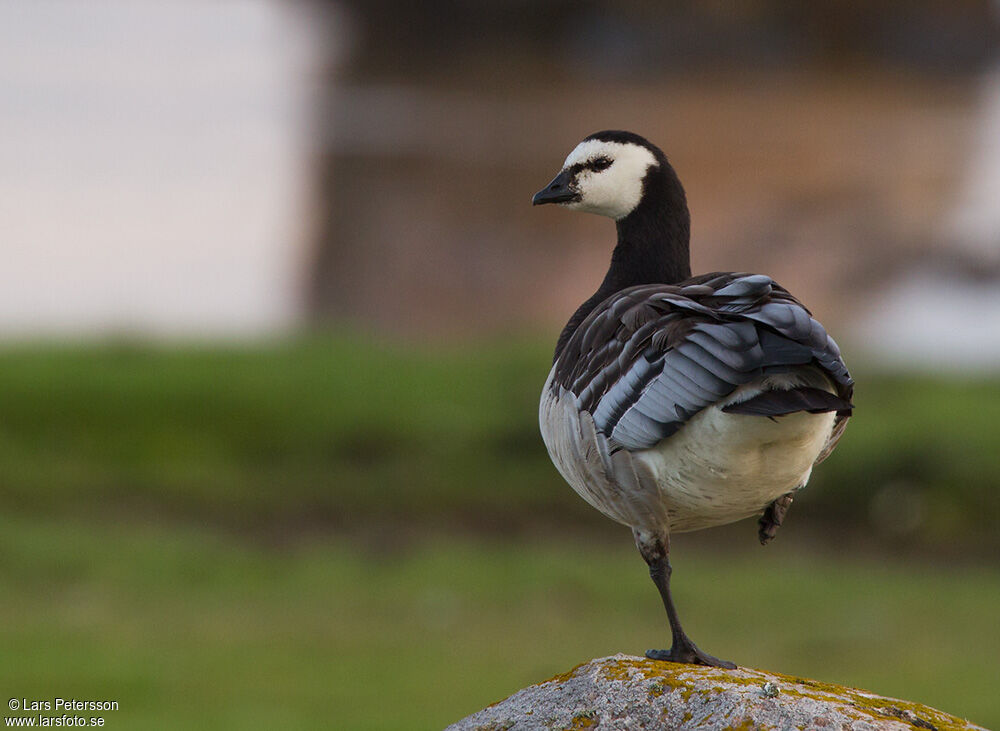 Barnacle Goose