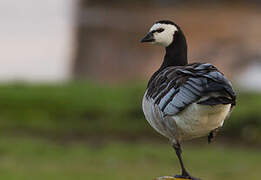 Barnacle Goose