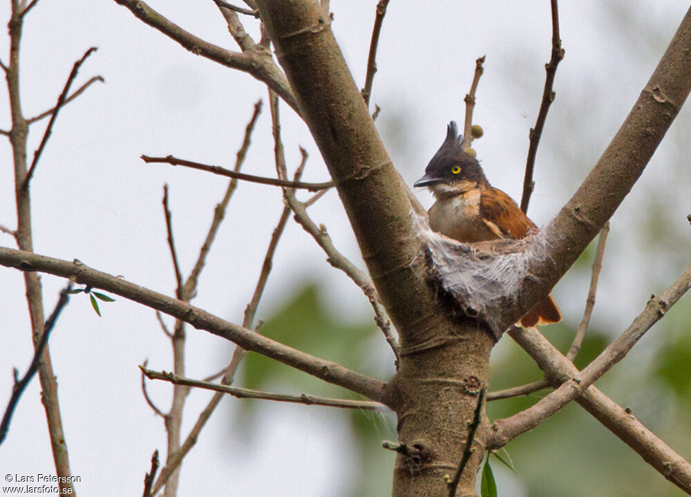 Black-and-white Shrike-flycatcher