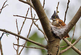 Black-and-white Shrike-flycatcher