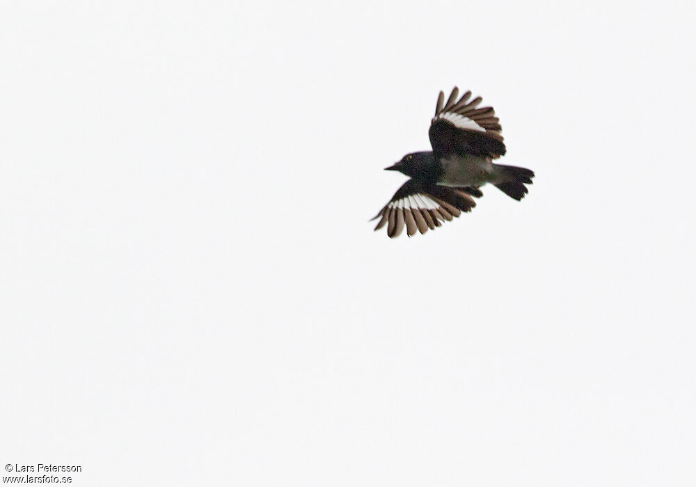 Black-and-white Shrike-flycatcher