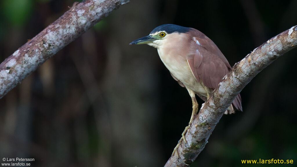 Nankeen Night Heron