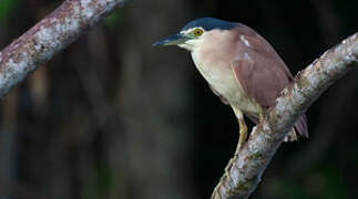 Nankeen Night Heron