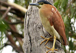 Nankeen Night Heron